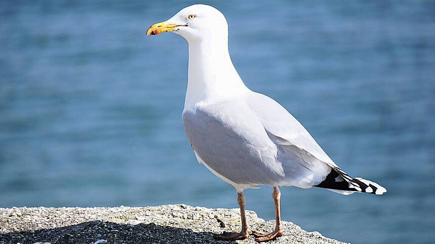 Two dead sea birds washed up on beaches in Galway and Kerry test positive for bird flu