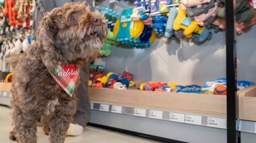 Pet retailer Maxi Zoo to open first Galway store