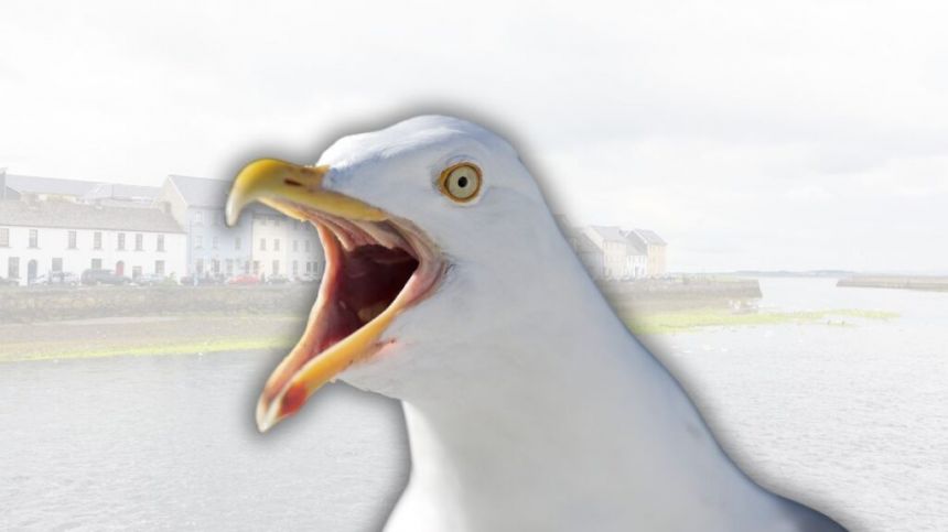 Call for action on spreading of porridge along city streets encouraging seagulls and pigeons