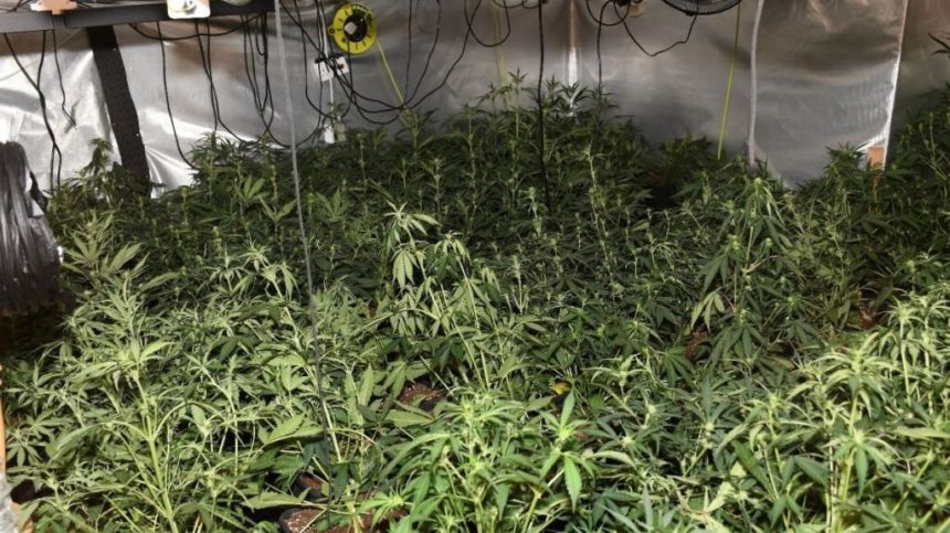 Man arrested after €278 thousand worth of cannabis seized in Connemara