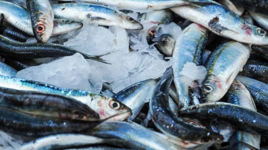 €26m worth of fish came through Connemara ports and piers last year