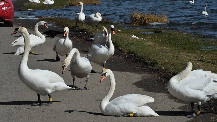 UG study reveals high rates of drug resistant superbugs in urban swans