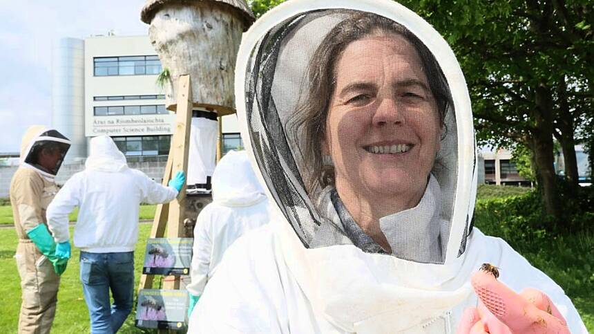 UG leads new study to investigate how wild bees survive across Europe