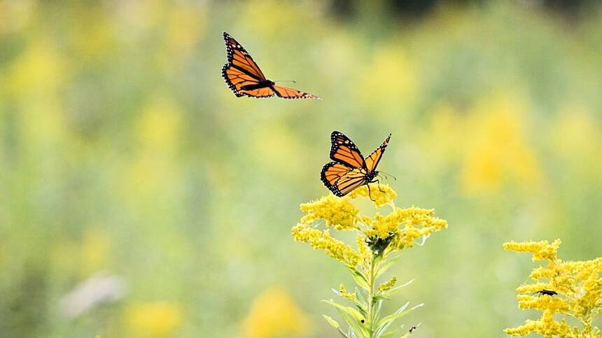 Three city schools to perform original songs inspired by nature