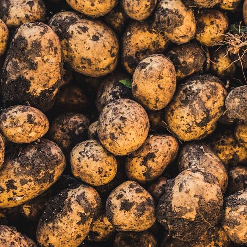 Met Éireann issues potato blight warning for the West