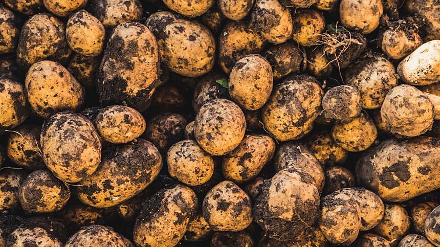 Met Éireann issues potato blight warning for the West