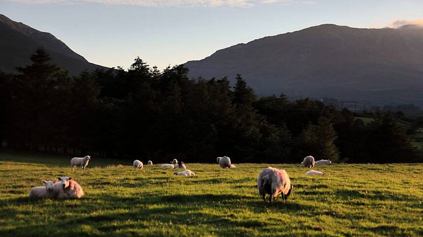 Land prices remain steady in Galway, with higher prices in the city