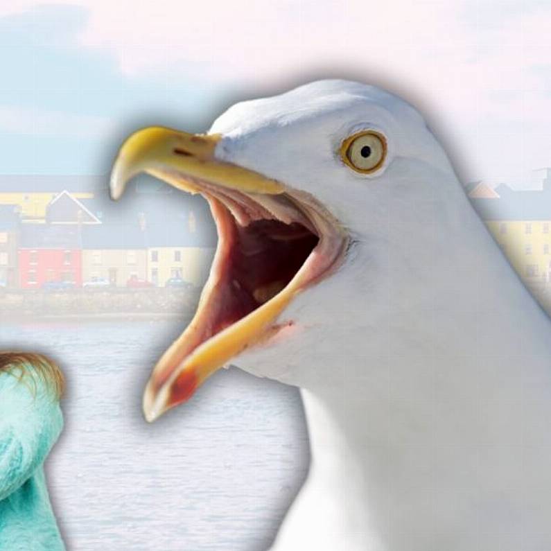 City Council "powerless" to take action against spreading of oats feeding seagulls, rats and pigeons