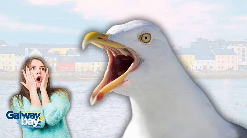 City Council "powerless" to take action against spreading of oats feeding seagulls, rats and pigeons