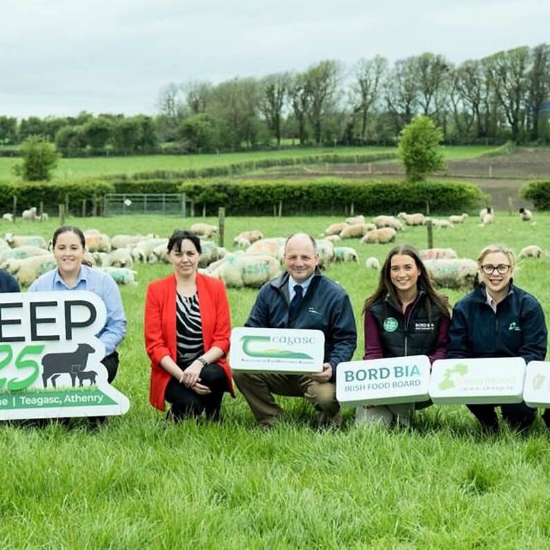 Annual sheep information open day returns to Athenry