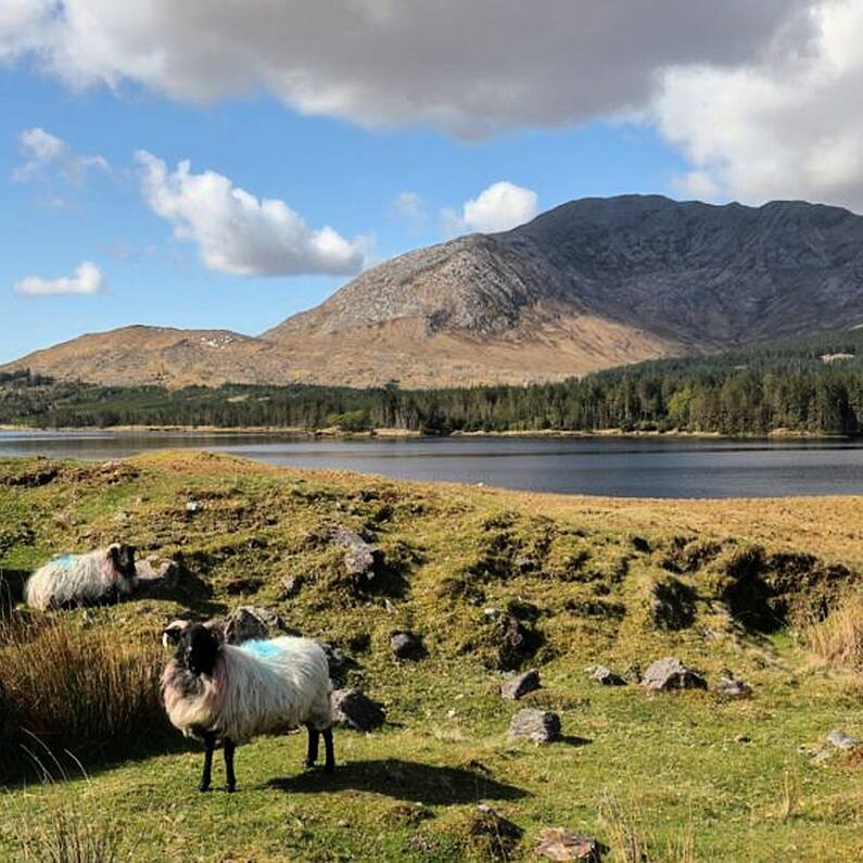 Teagasc to hold National Sheep Conference in Tuam