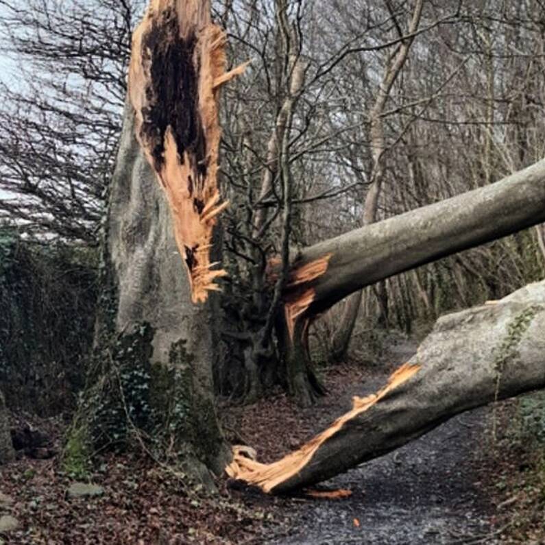 Barna Woods to remain closed to public for another five weeks