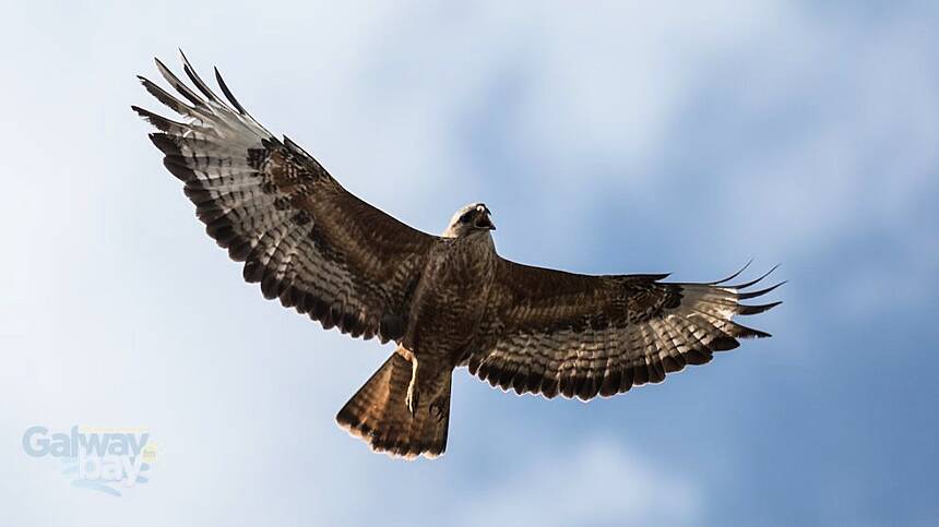 Case of bird flu discovered in Buzzard in Galway