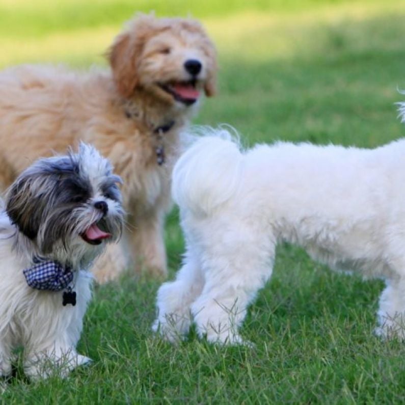 Galway's first Dog Park still on the cards at Galway City Council - but could be years away