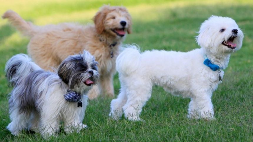 Galway's first Dog Park still on the cards at Galway City Council - but could be years away