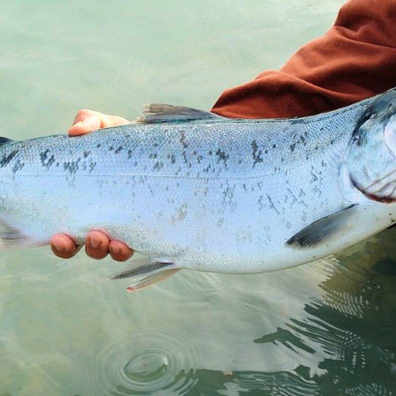 Data shows Irish salmon farming industry in Connemara hampered by rising costs