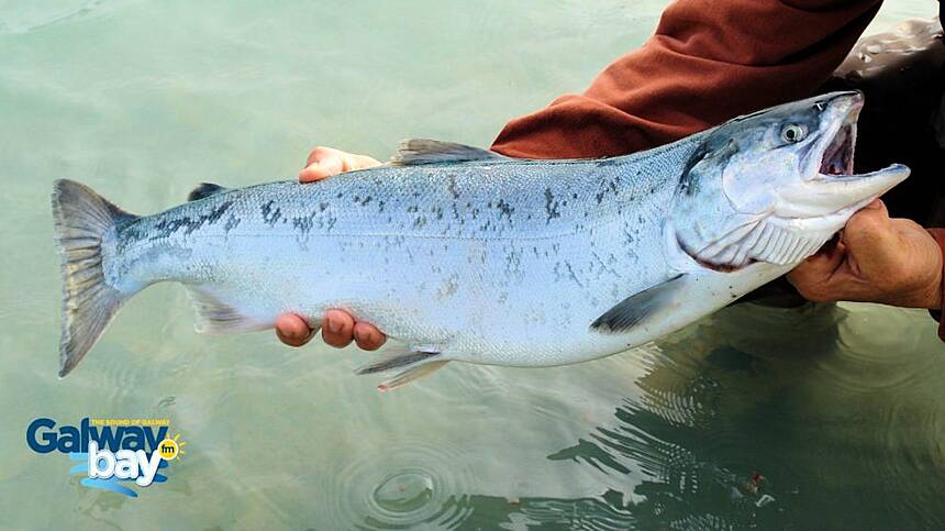 Data shows Irish salmon farming industry in Connemara hampered by rising costs