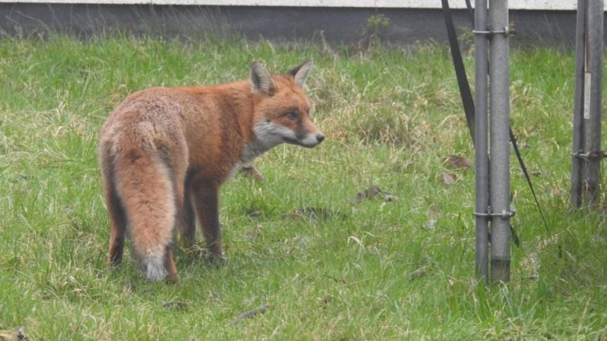 City public urged to take part in urban study of Red Fox