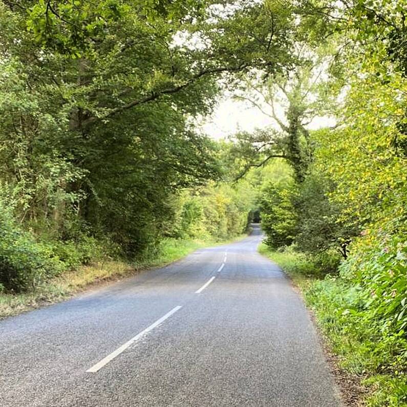 Local councillor calls for reform in Community Involvement Scheme to fell dangerous roadside trees