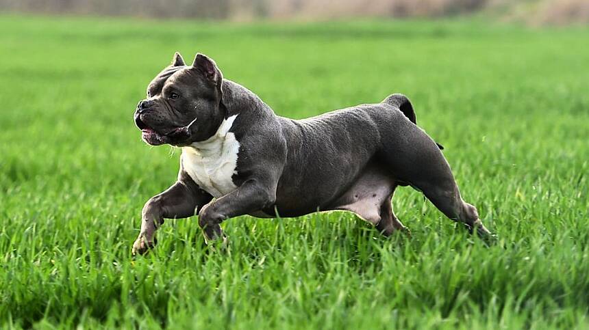 Just one XL Bully dog surrendered in Galway