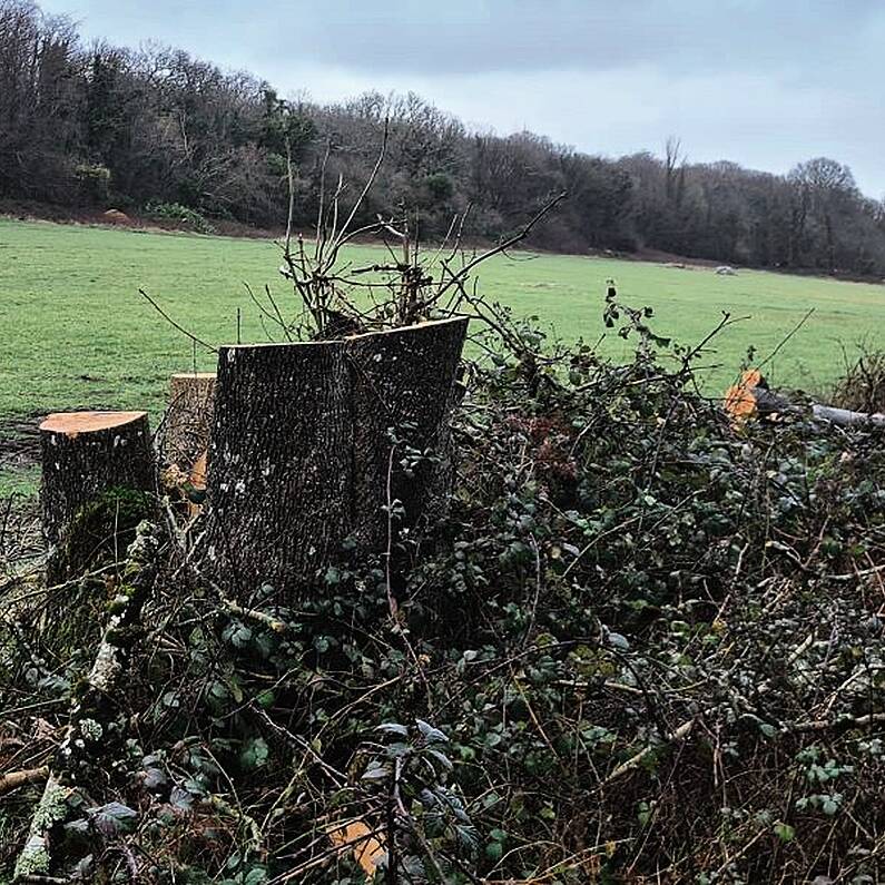 Investigation after man seriously injured by falling tree at Merlin Woods