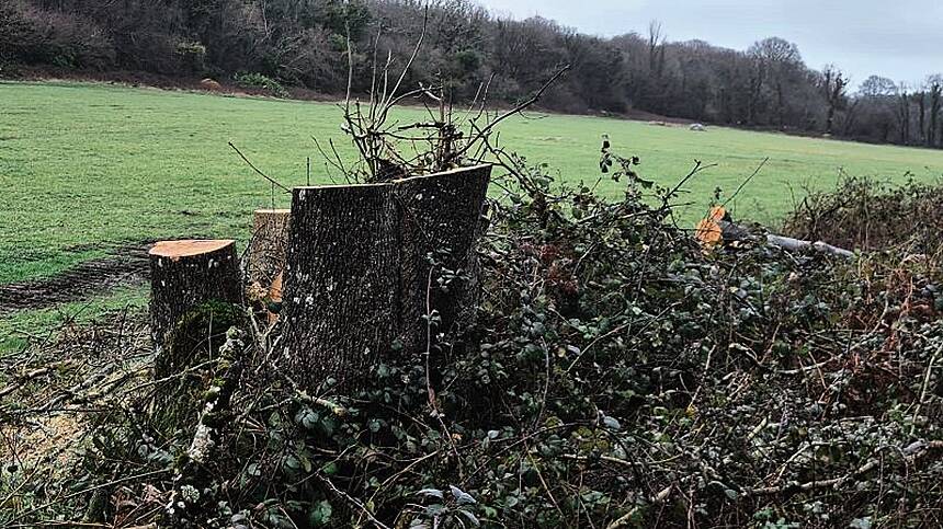 Investigation after man seriously injured by falling tree at Merlin Woods