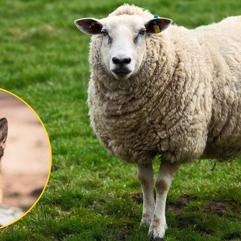 Ballyconneely farmer facing €7,000 financial loss after dog attack on sheep flock