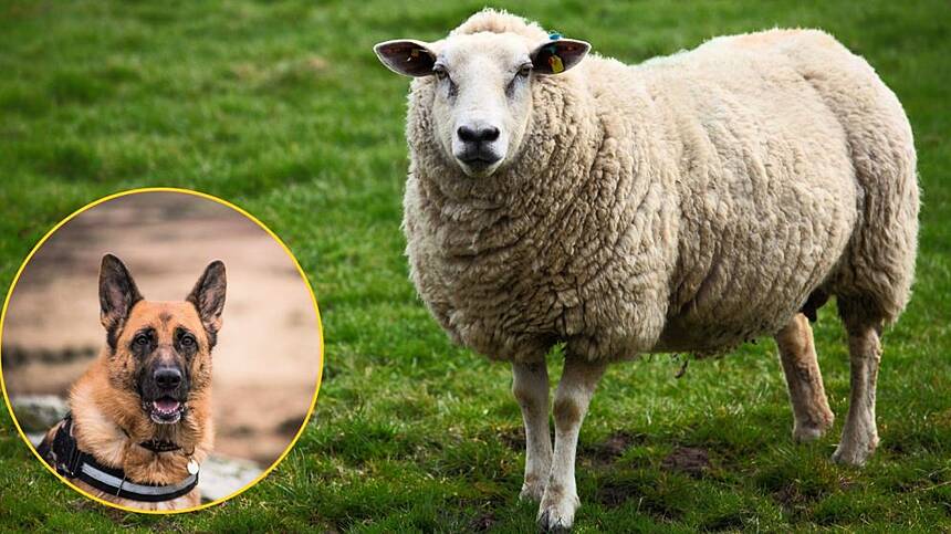 Ballyconneely farmer facing €7,000 financial loss after dog attack on sheep flock