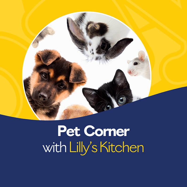 The Pet Corner Ep 1 Toxins