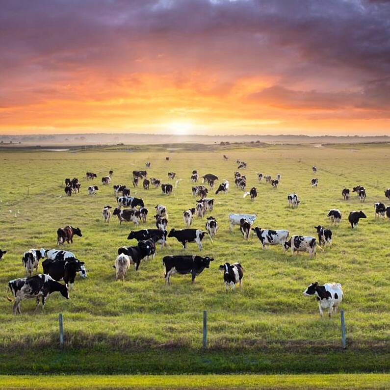 Irish Farmers Journal hosts its mart series in Ballinasloe tonight