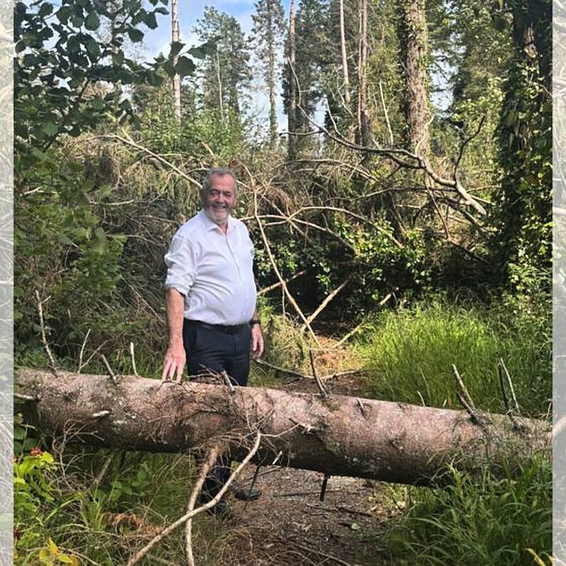 Calls for urgent action at Monivea Woods following storm damage