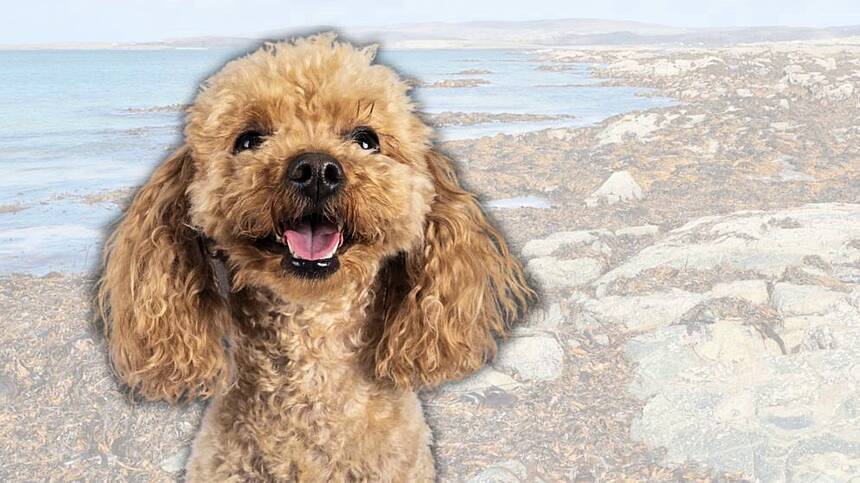 New Carna firm to produce seaweed food for dogs