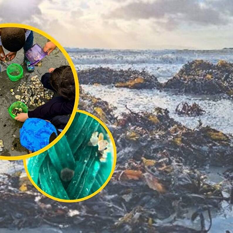 Grattan Beach free workshop to explore ocean literacy and biodiversity