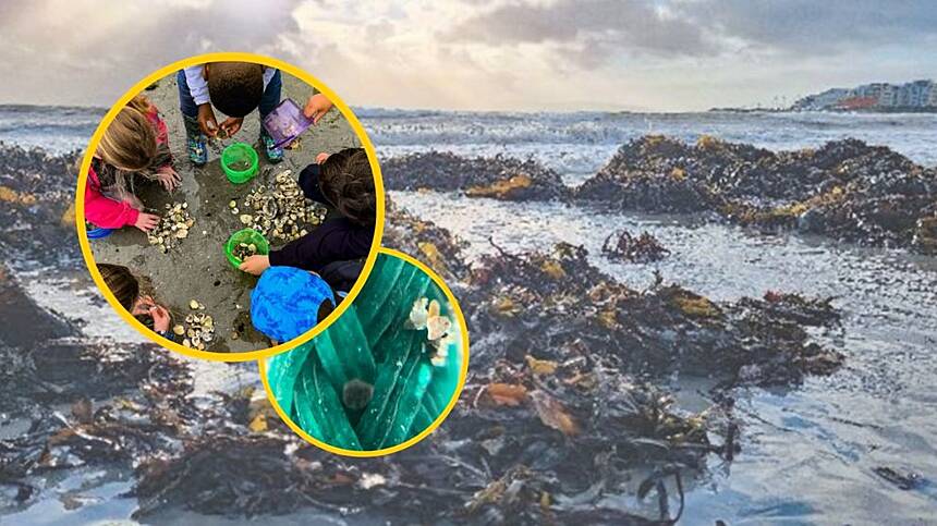 Grattan Beach free workshop to explore ocean literacy and biodiversity