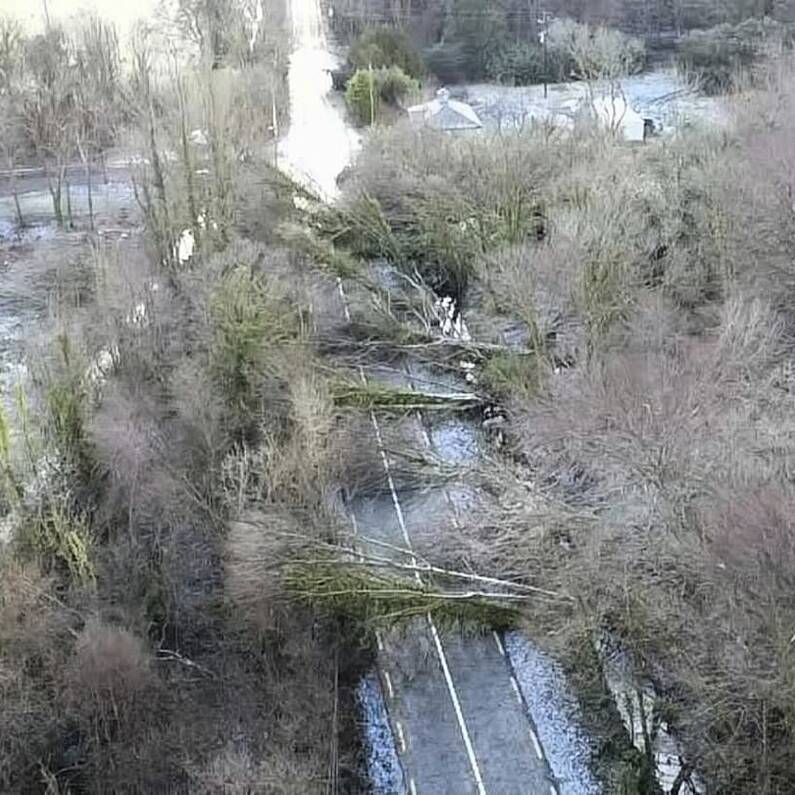Contractors to remove precarious trees at Castlegrove in Kilconly
