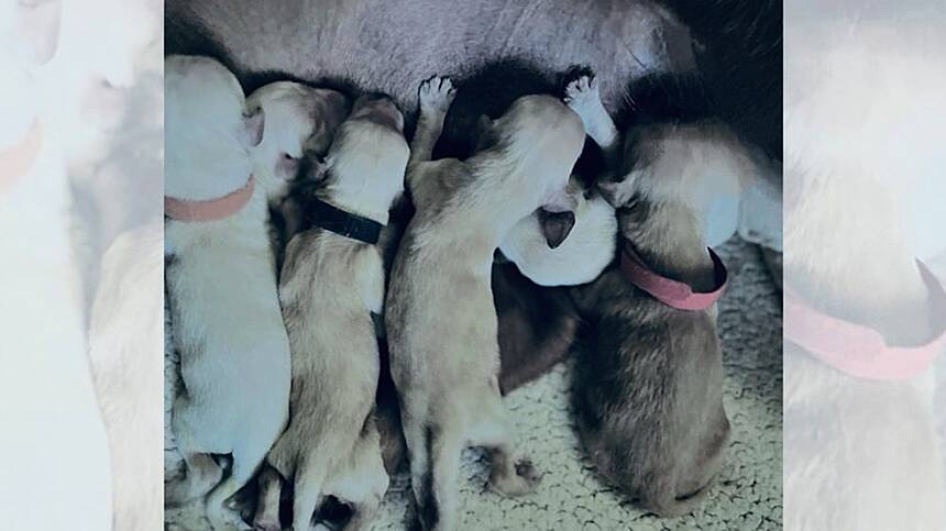 13 puppies found off N59 reunited with mother