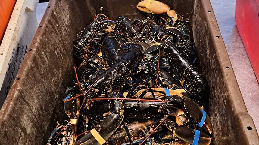 200 illegally caught lobsters seized in Ballyconneely