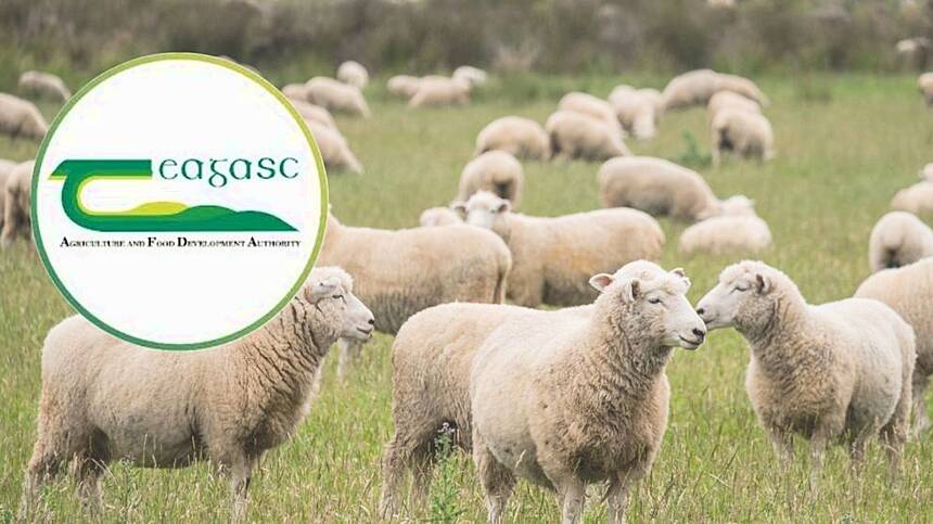 Athenry to host first ever Battle of the Colleges Young Shepherds Competition