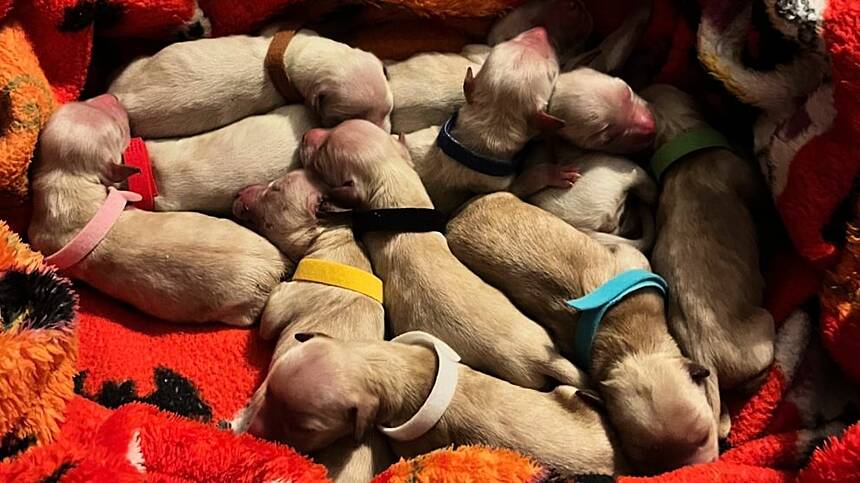 Madra issues urgent appeal as 13 puppies found near Bushypark