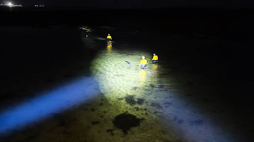 Aran Islands RNLI rescue four stranded dolphins near Cill Éinne pier