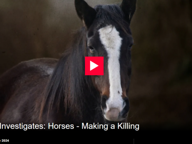 World Horse Welfare expresses outrage at slaughterhouse cruelty revealed in RTÉ documentary