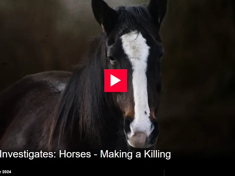 World Horse Welfare expresses outrage at slaughterhouse cruelty revealed in RTÉ documentary