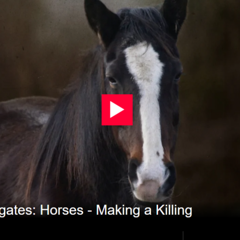 World Horse Welfare expresses outrage at slaughterhouse cruelty revealed in RTÉ documentary