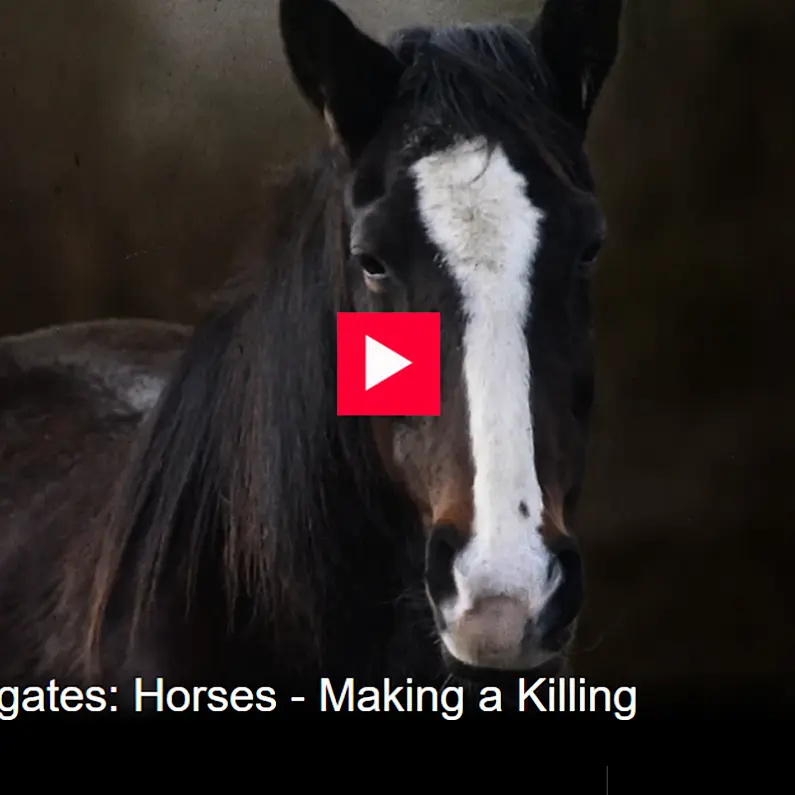 World Horse Welfare expresses outrage at slaughterhouse cruelty revealed in RTÉ documentary