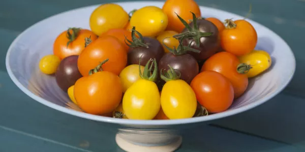 Tomato Festival To Take Place At Airfield Estate