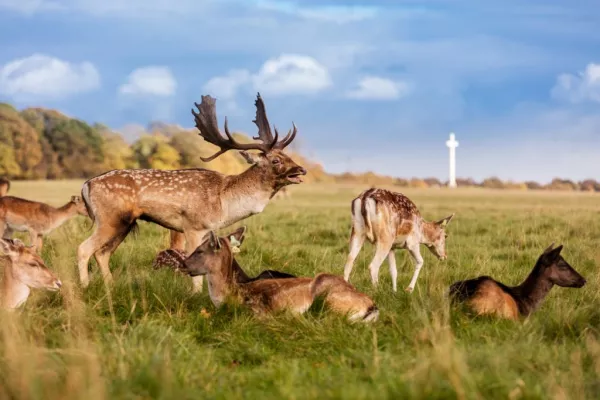 Phoenix Park To Host Biodiversity Festival And Honey Show