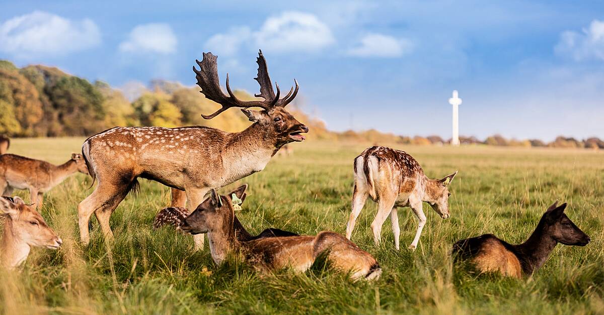 Phoenix Park To Host Biodiversity Festival And Honey Show | Hospitality ...