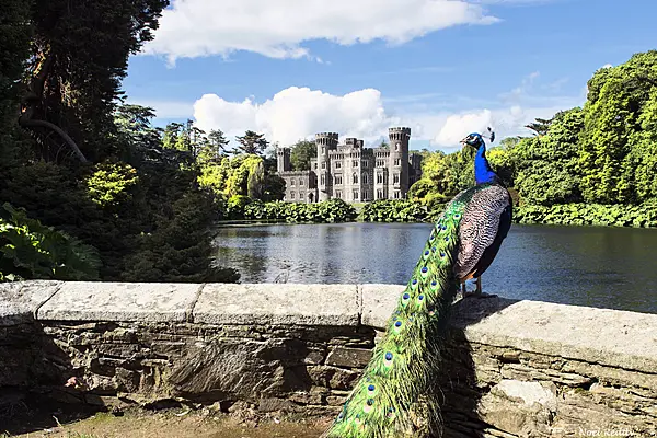 Minister Launches Irish Heritage Trust Guide To Volunteering