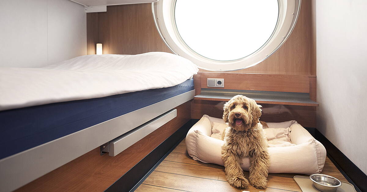 Stena Line Invests In Pet-Friendly Cabins On Irish Sea Routes - Vimarsana News