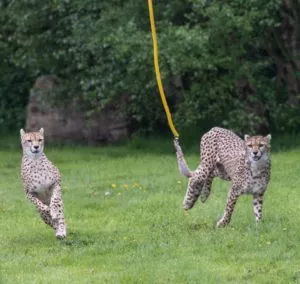 fota wildlife park cheetah